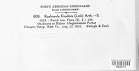 Kuehneola uredinis image